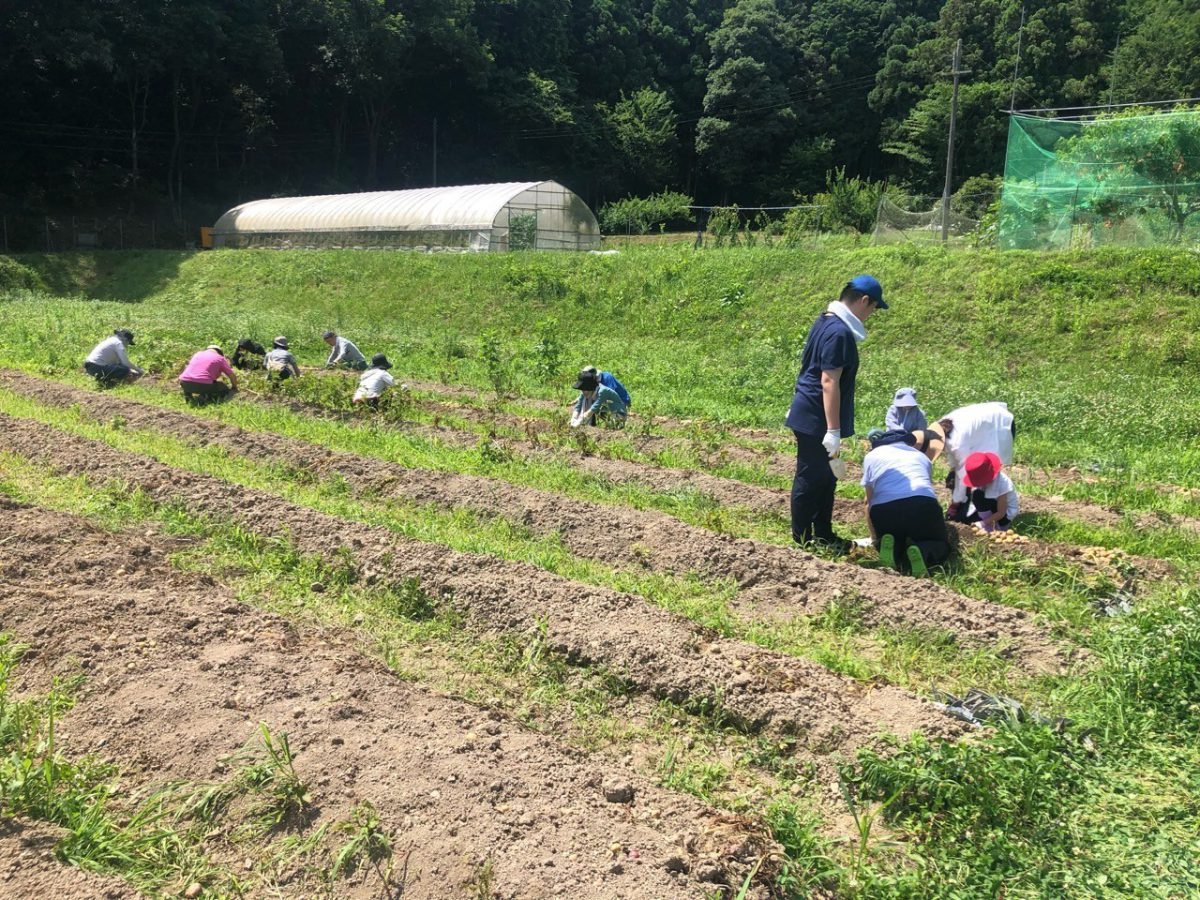 丹波農園にて、じゃがいも収穫しました！